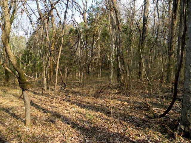 0 Elmore Road College Grove, TN 37046 - Photo 10 of 18 Gallery Image 10