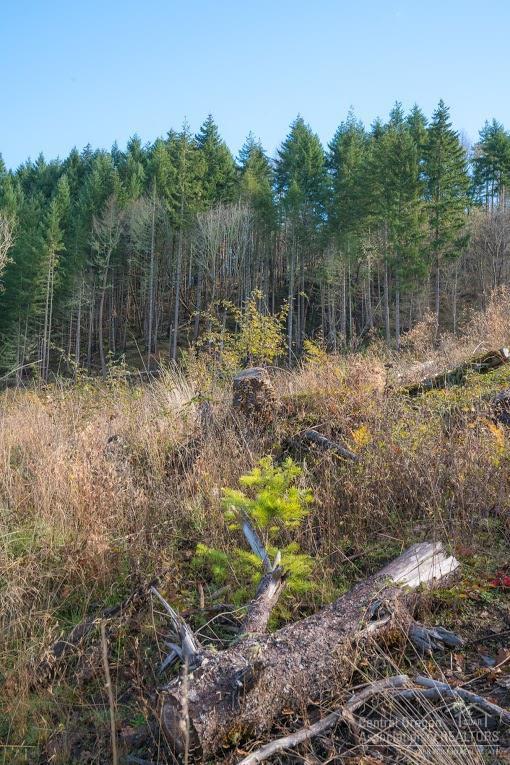 0 Camas Swale Road Creswell, OR 97426 - Photo 13 of 21 Additional Photo