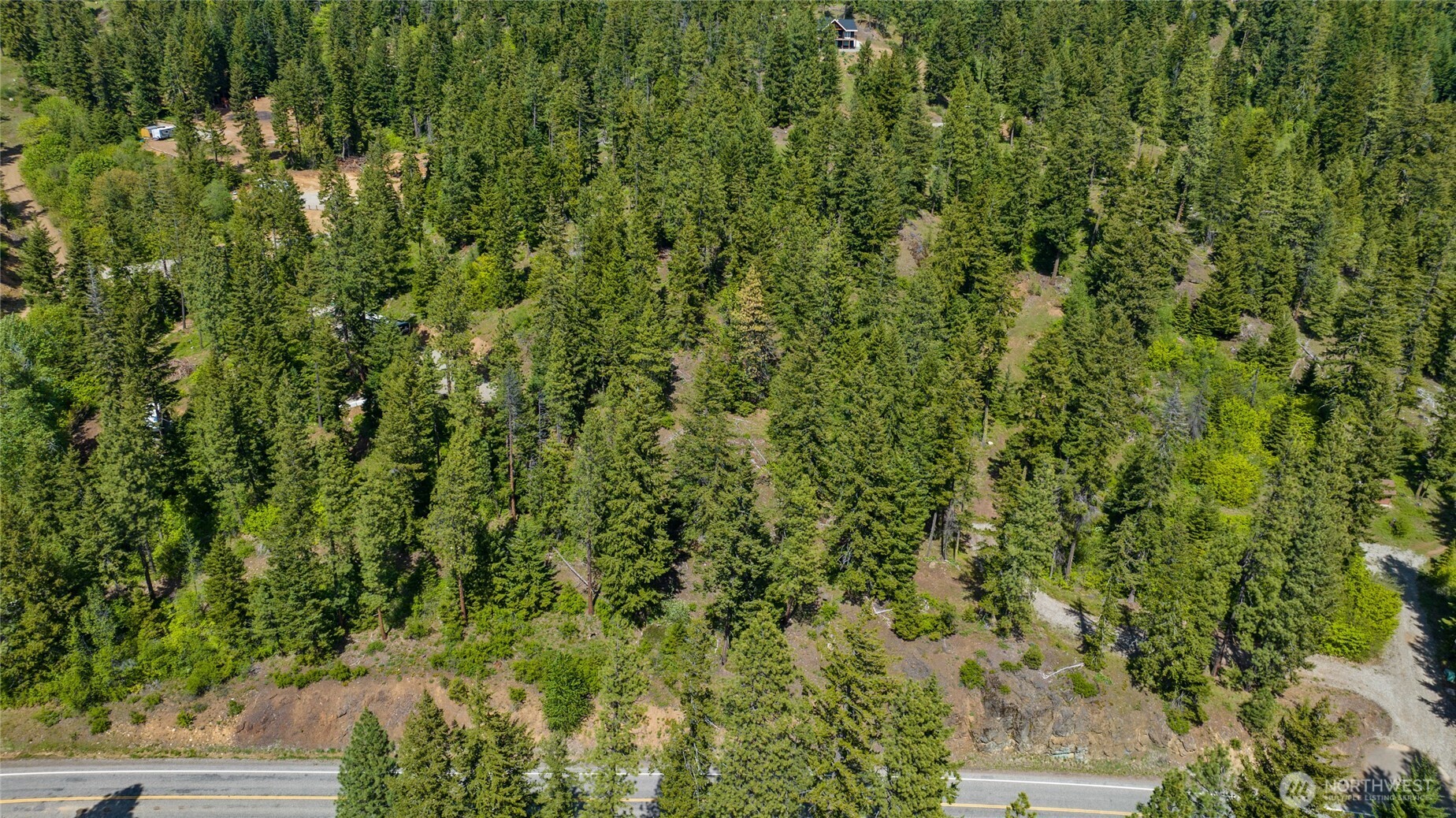a view of a lush green forest with lawn chairs and plants