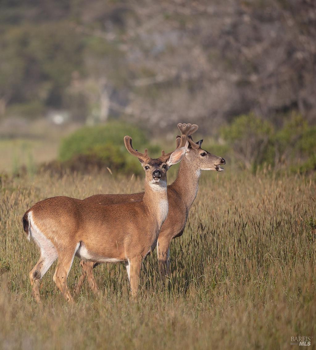 39574 Leeward Road The Sea Ranch, CA 95497 - Photo 63 of 72