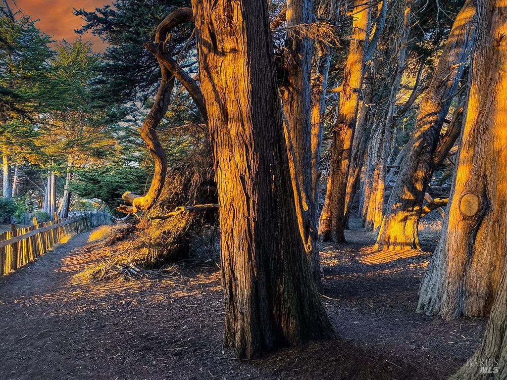 39574 Leeward Road The Sea Ranch, CA 95497 - Photo 70 of 72 a backyard of a house with lots of green space