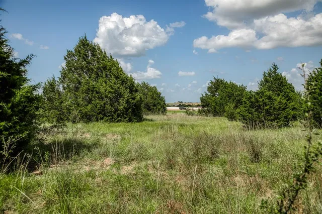 a view of a big yard with plants and a large tree