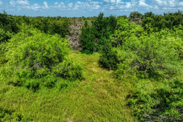 a view of a lush green forest with large trees