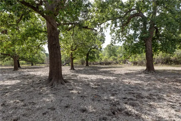 a view of a tree in the middle of a forest