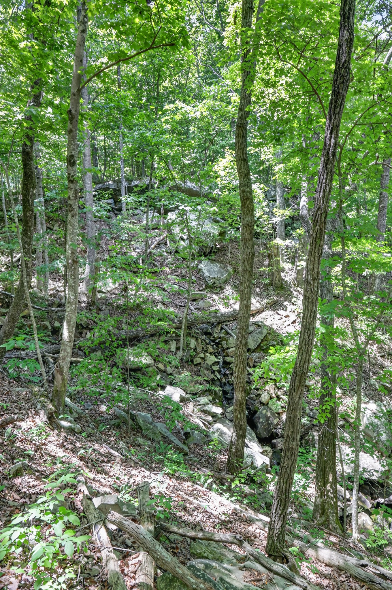 1215 Stage Coach Road Sewanee, TN 37375 - Photo 14 of 30 a view of forest