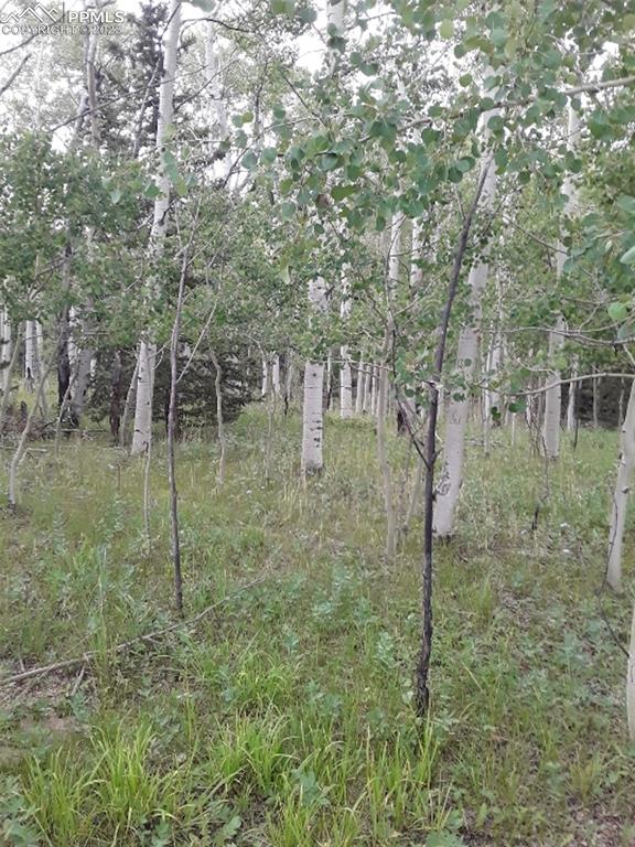 1011 Castle Ridge View Cripple Creek, CO 80813 - Photo 6 of 48 a backyard of a house with lots of green space
