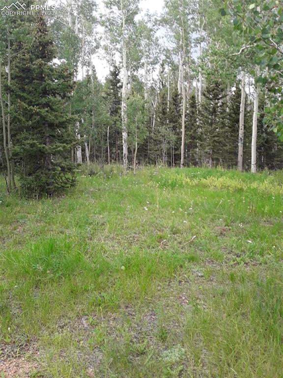 1011 Castle Ridge View Cripple Creek, CO 80813 - Photo 8 of 48 a view of a lush green forest