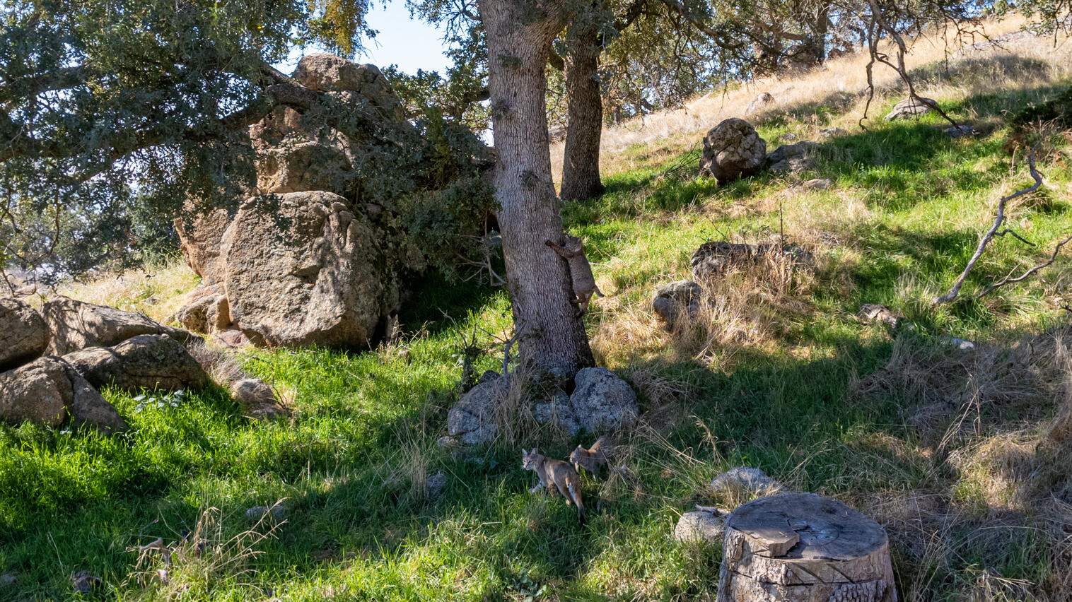 Percheron Place Tehachapi, CA 93561 - Photo 12 of 14 a view of a garden