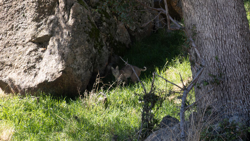 Percheron Place Tehachapi, CA 93561 - Photo 13 of 14 a backyard of a house with lots of green space