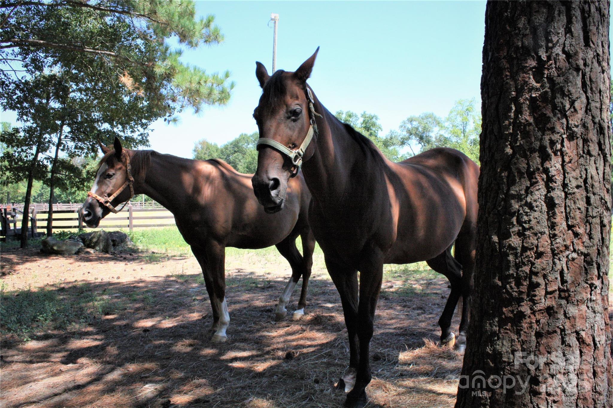 808 Bellegray Road, Unit 13 Clover, SC 29710 - Photo 11 of 11 a view of a yard of the house