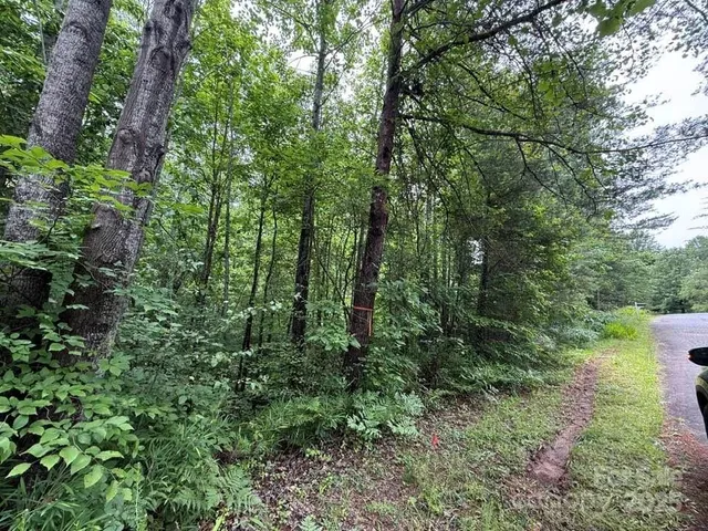 a lush green forest with lots of trees