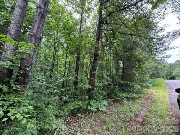 a lush green forest with lots of trees