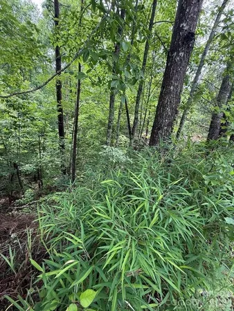 a view of a garden with a tree