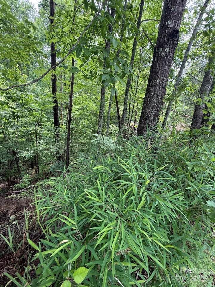 0 Woody Circle, Unit 11 Tryon, NC 28782 - Photo 6 of 10 a plant of lots of green trees