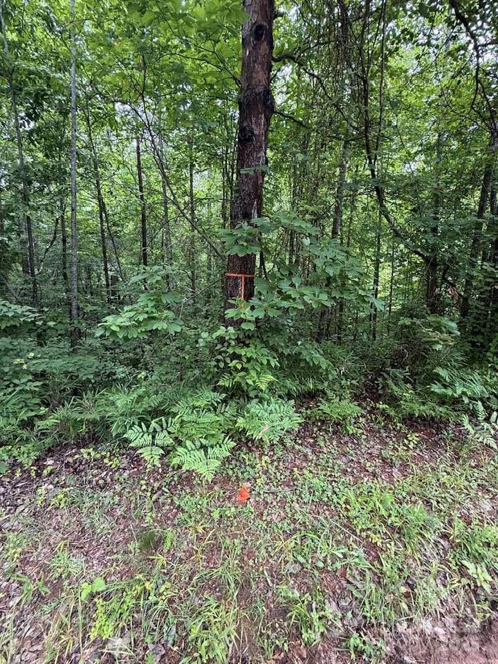 0 Woody Circle, Unit 11 Tryon, NC 28782 - Photo 7 of 10 a view of a garden with a tree