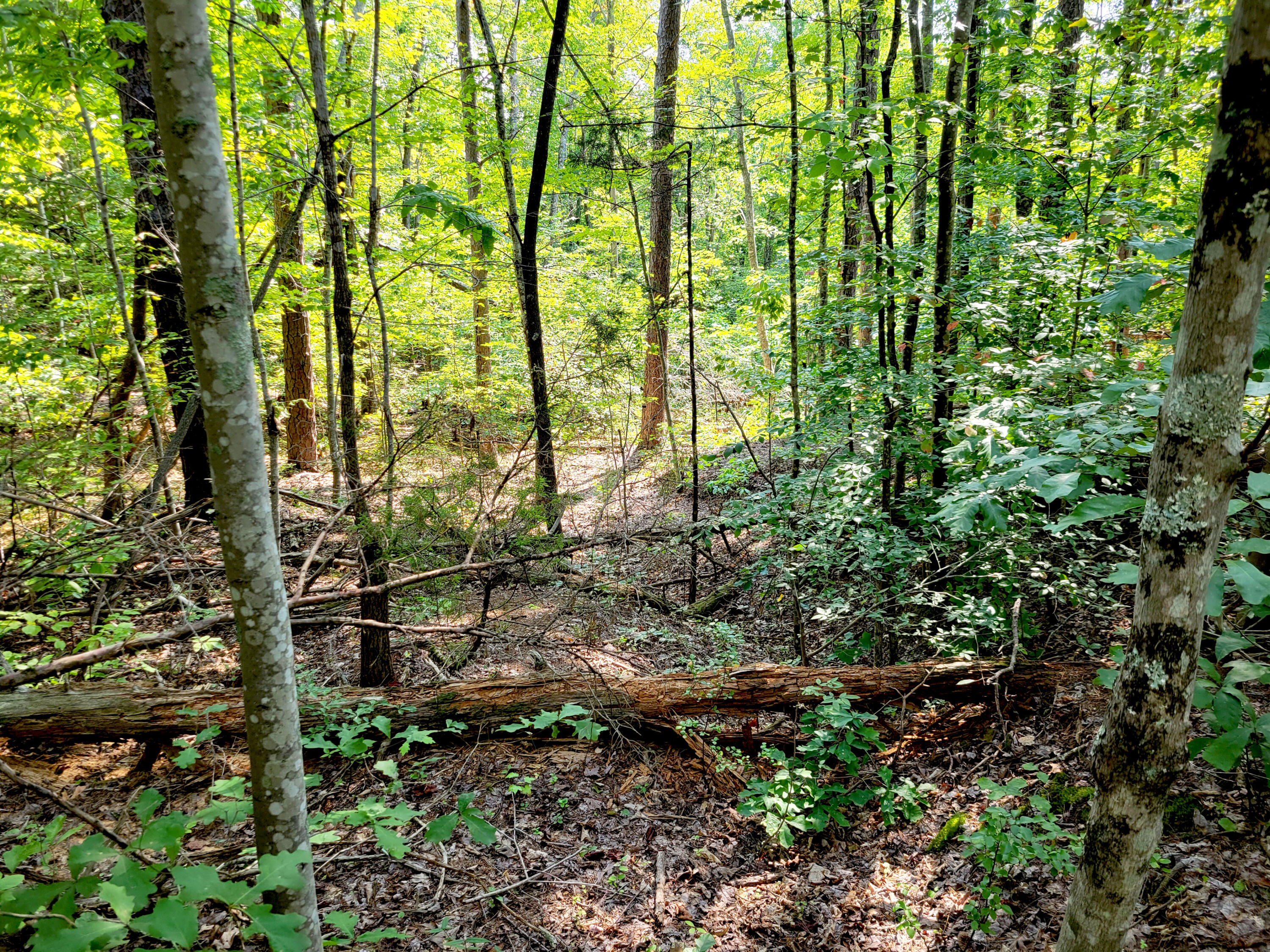 127 Riddle Road Dayton, TN 37321 - Photo 30 of 33 20240816_110952