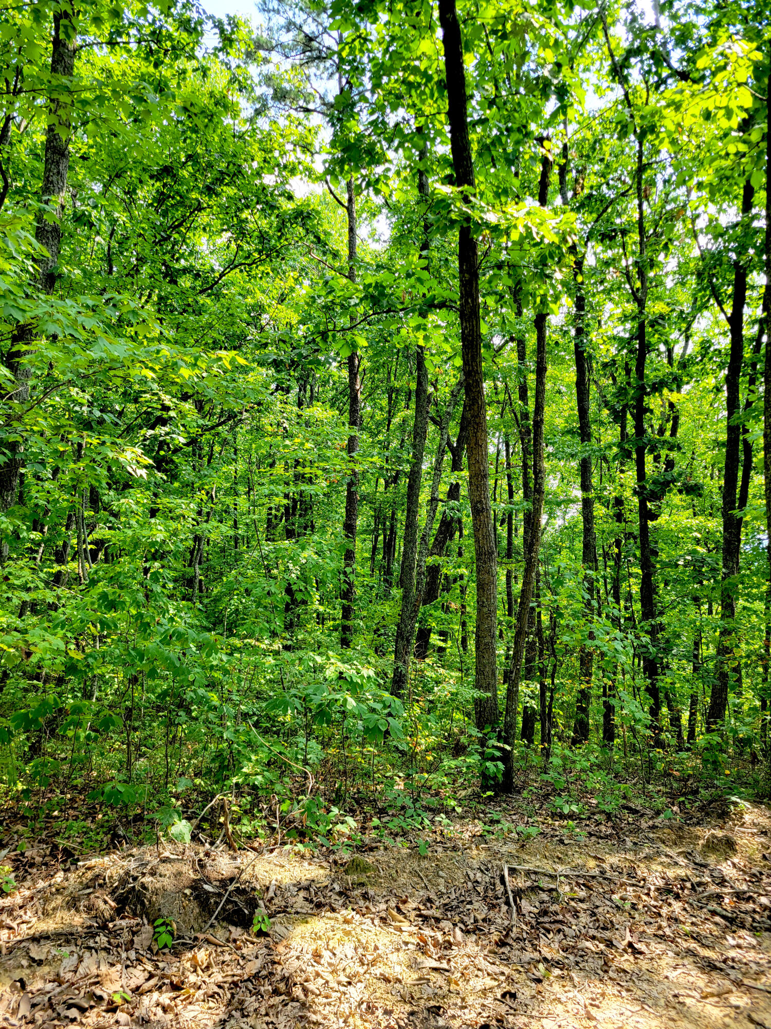 127 Riddle Road Dayton, TN 37321 - Photo 3 of 33 20240816_105800
