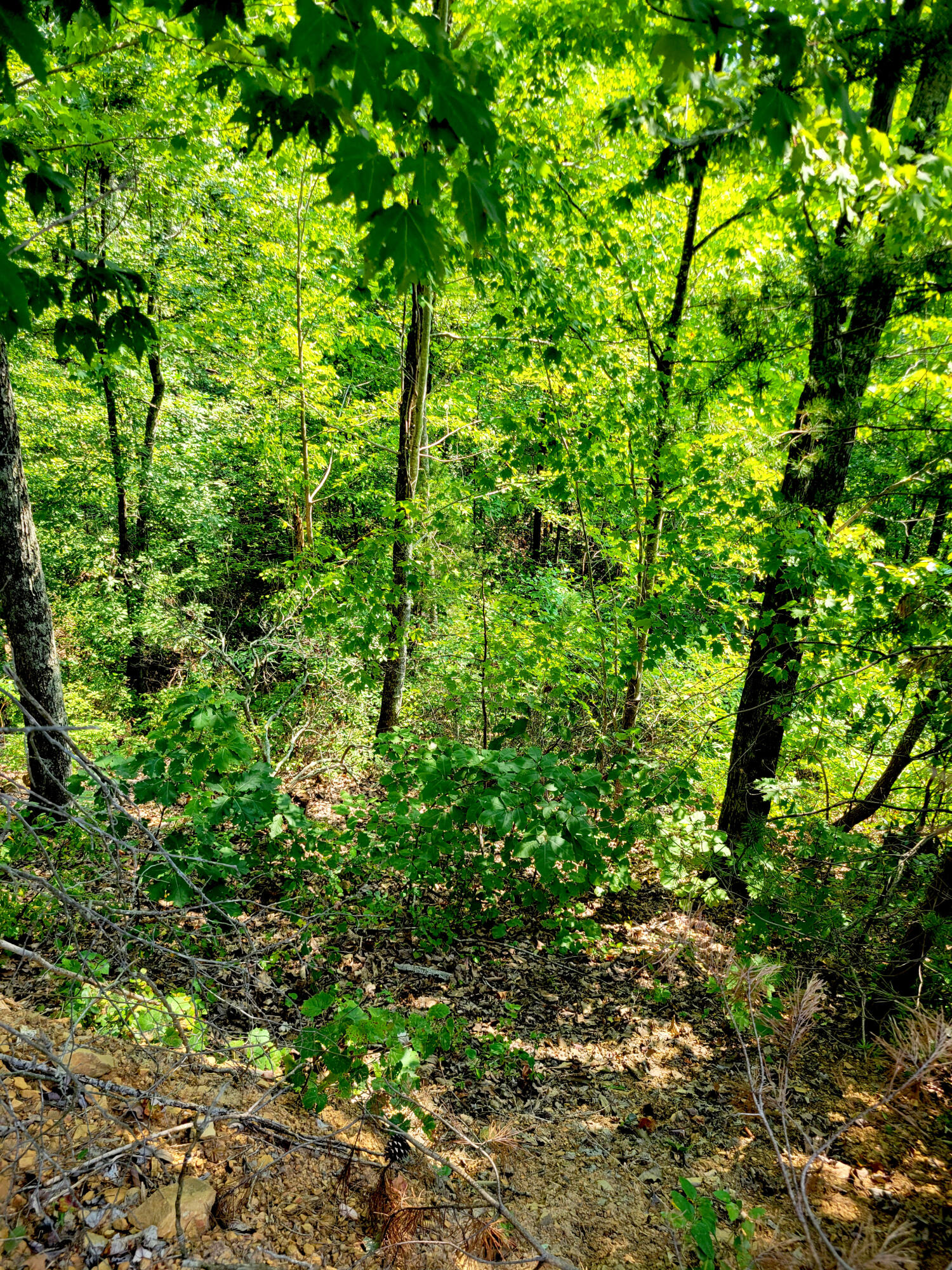 127 Riddle Road Dayton, TN 37321 - Photo 9 of 33 20240816_110701
