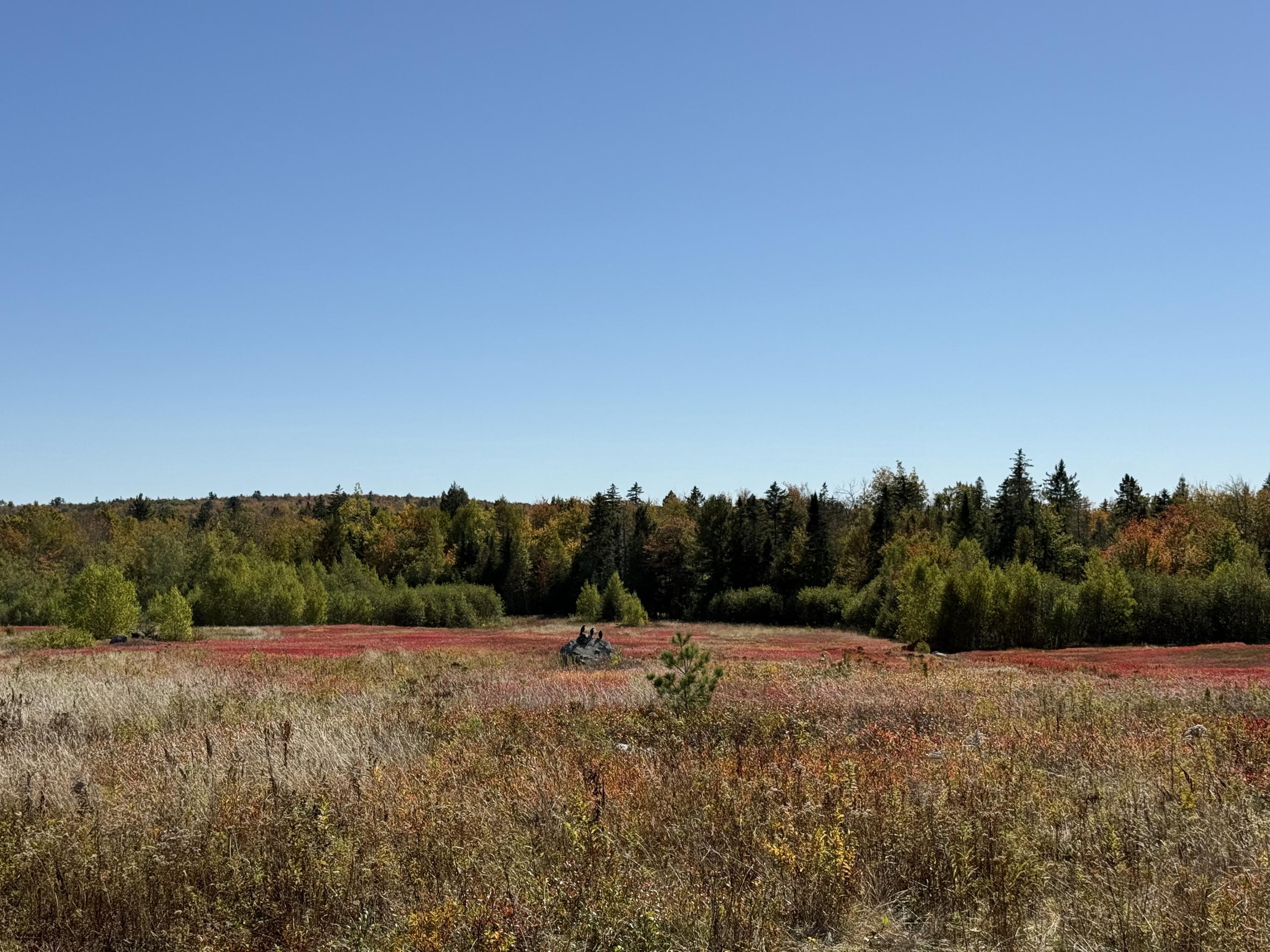 Map19-lot28 Leach Road Penobscot, ME 04476 - Photo 21 of 21 MAP 19 LOT 28