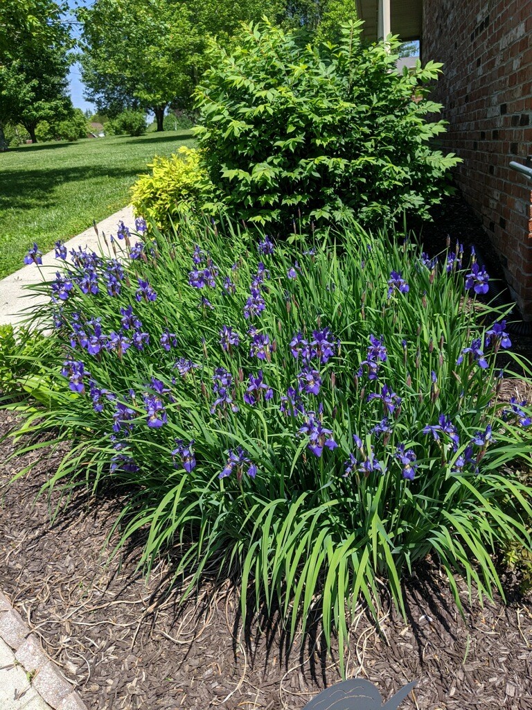 5059 Highpoint Road Pleasant View, TN 37146 - Photo 5 of 41 a view of a flower in a garden