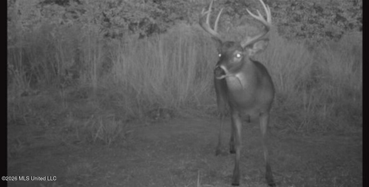 364 Yandell Road Canton, MS 39046 - Photo 7 of 9 IMG_1119