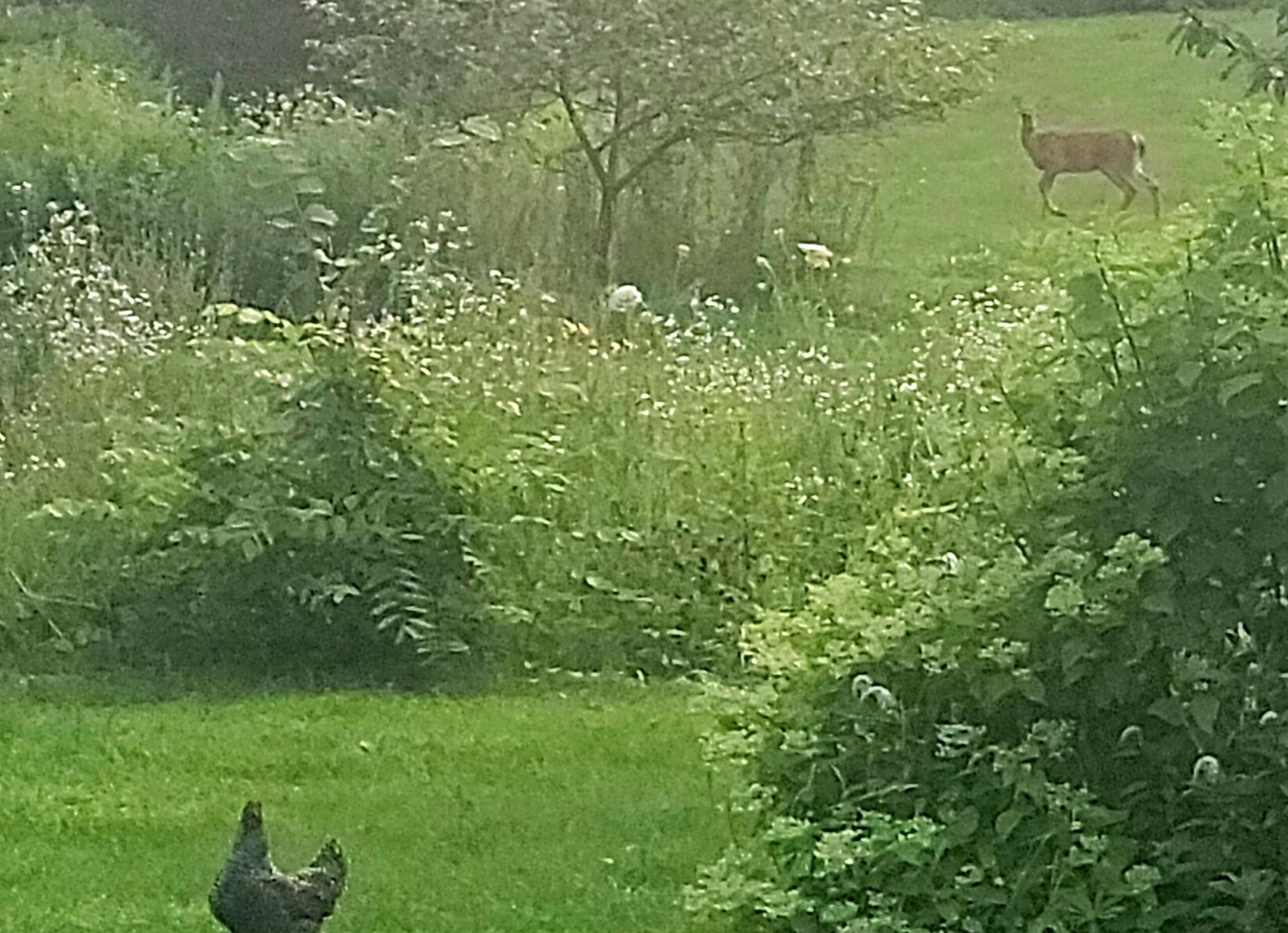 397 Oyster River Road Warren, ME 04864 - Photo 54 of 57 IMG_20230815_194511