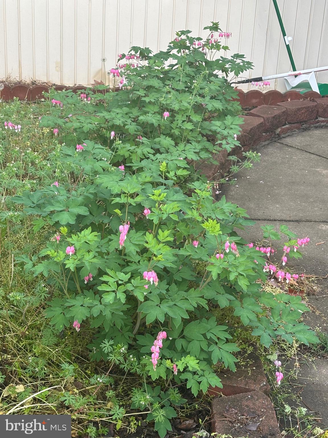 626 Clark Avenue Deale, MD 20751 - Photo 59 of 74 a view of a flower in a garden