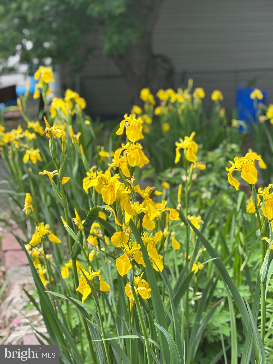 626 Clark Avenue Deale, MD 20751 - Photo 60 of 74 a view of a flower