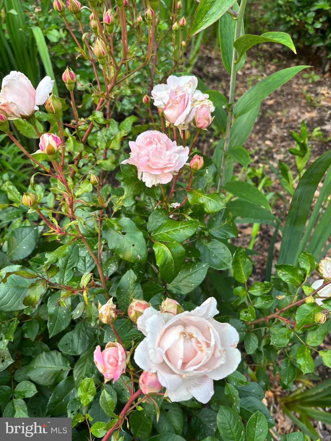 626 Clark Avenue Deale, MD 20751 - Photo 67 of 74 a view of a flower