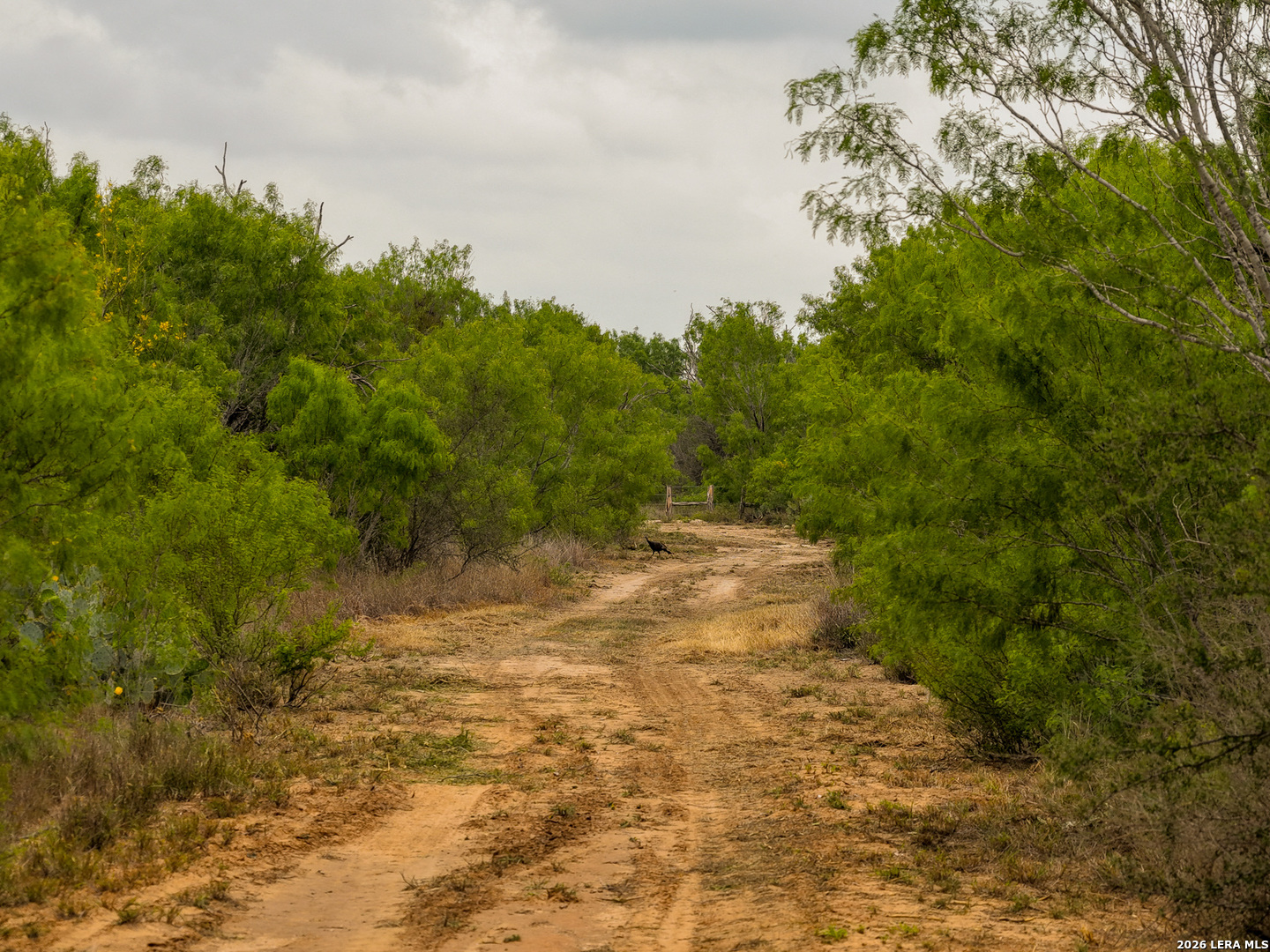 9 Fm 1581 Pearsall, TX 78061 - Photo 12 of 22 a view of a yard with an trees