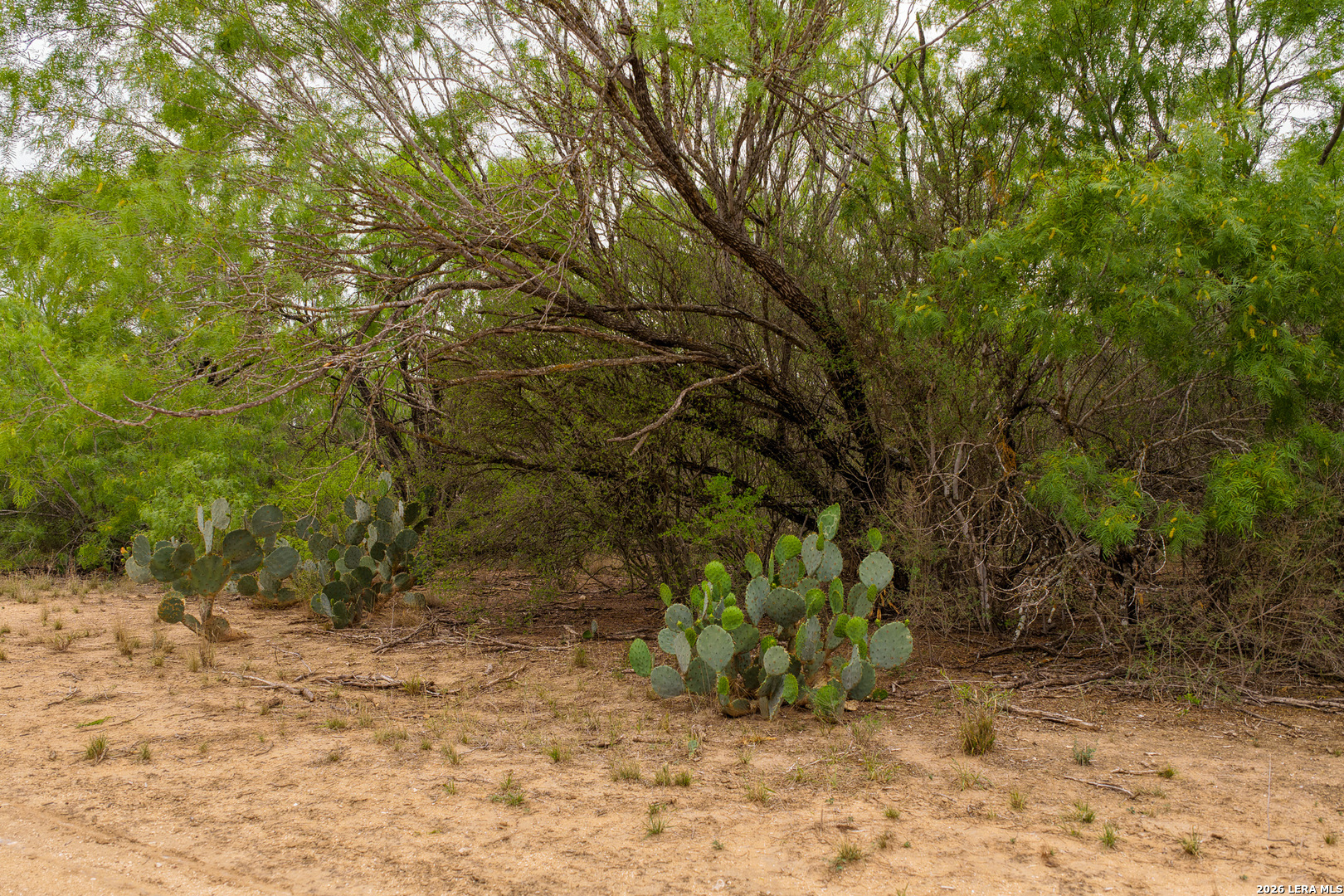 9 Fm 1581 Pearsall, TX 78061 - Photo 19 of 22 a view of a yard with trees