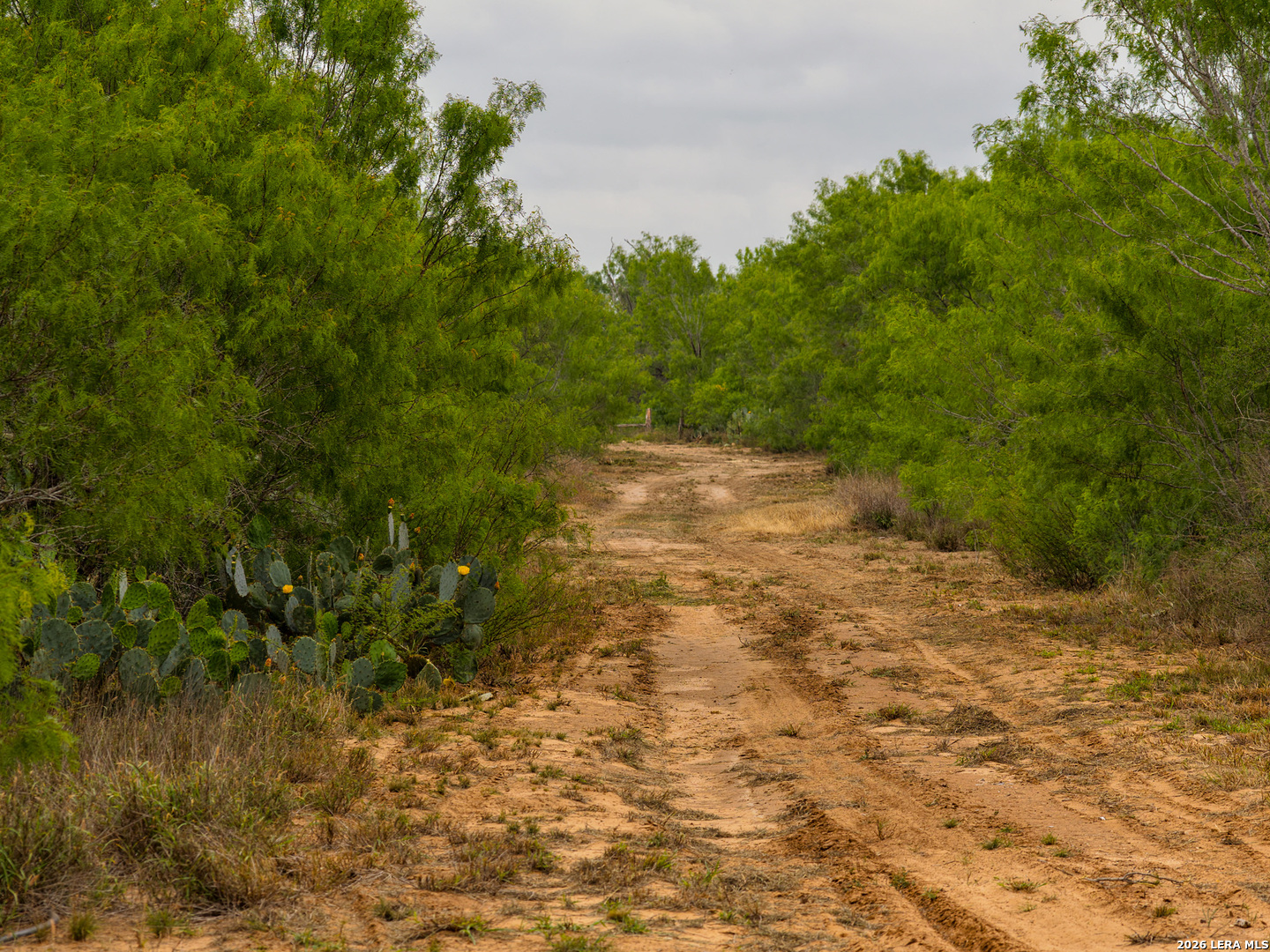 9 Fm 1581 Pearsall, TX 78061 - Photo 3 of 22 a view of a yard with a tree