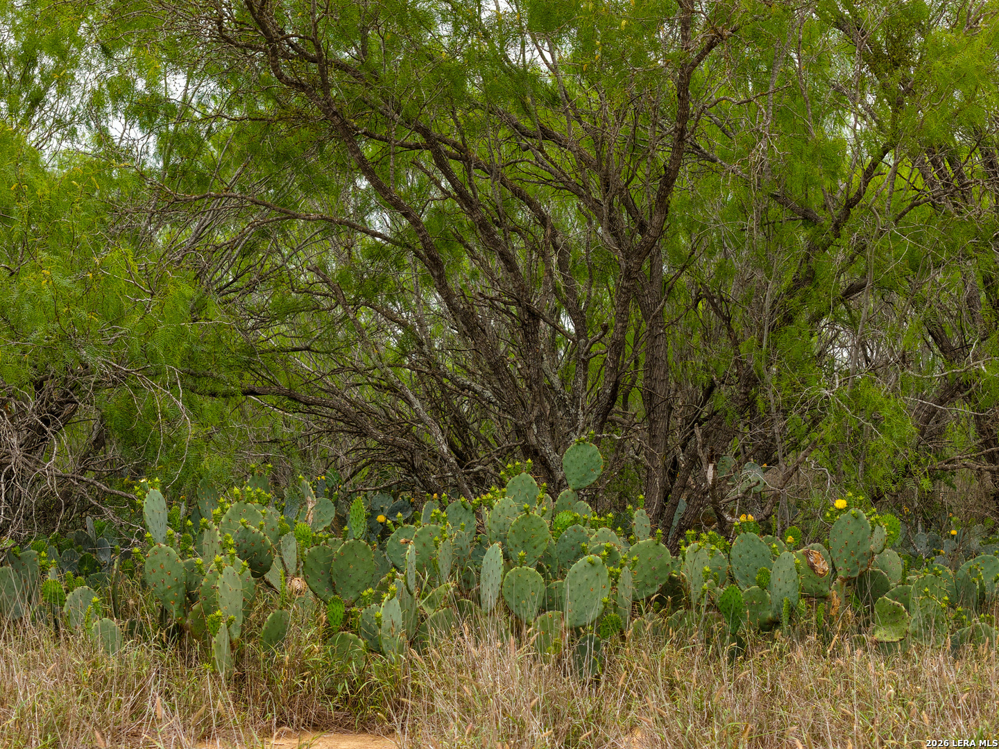 9 Fm 1581 Pearsall, TX 78061 - Photo 5 of 22 a view of a lush green forest