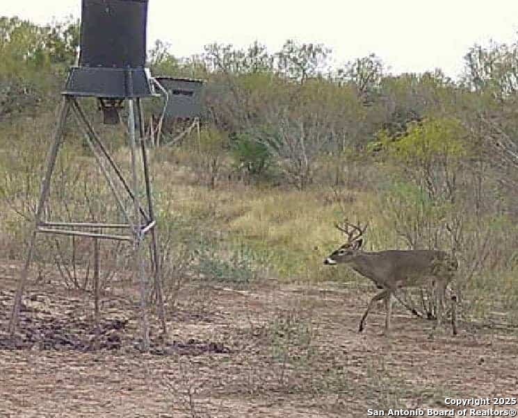 9 Fm 1581 Pearsall, TX 78061 - Photo 7 of 9 a view of a outdoor space