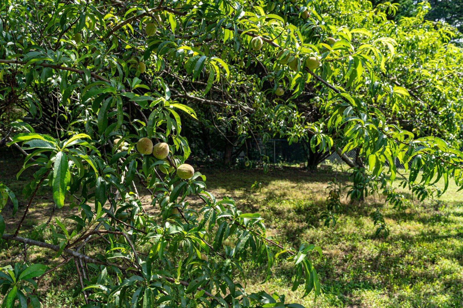 7809 Grasshopper Road Georgetown, TN 37336 - Photo 33 of 33 32-7809 Grasshopper Rd-32