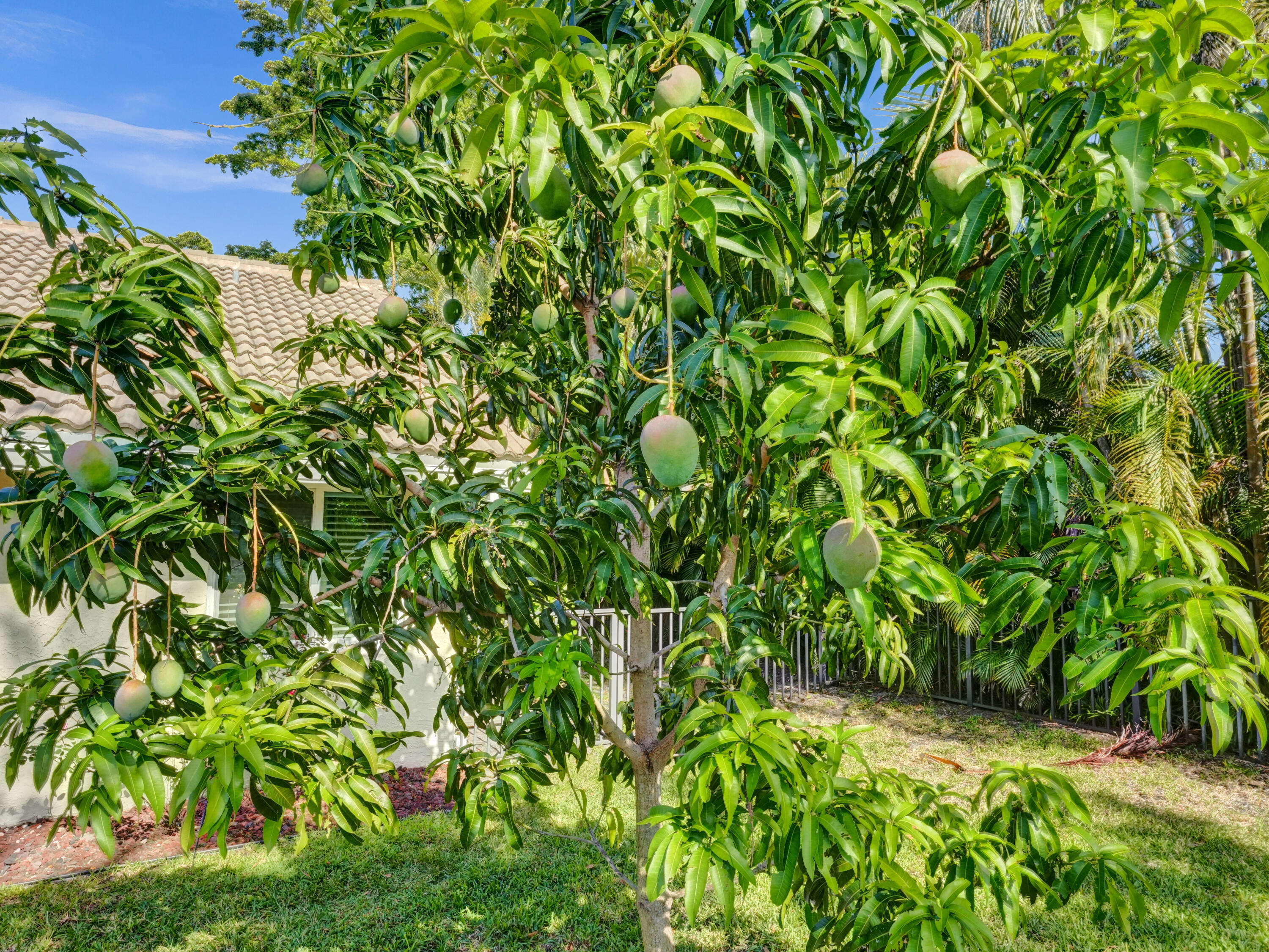 2921 Northwest 26th Avenue Boca Raton, FL 33434 - Photo 29 of 30 tree