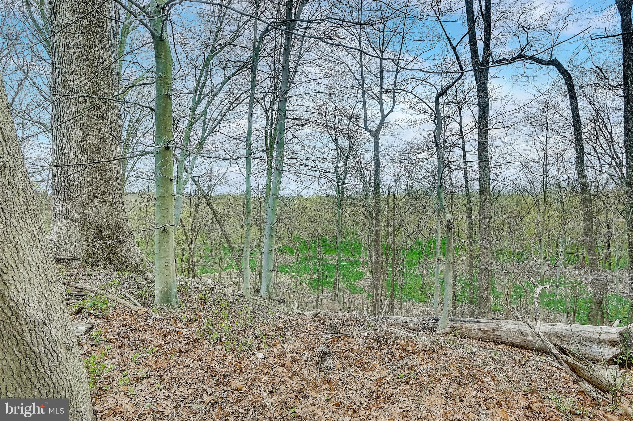 8000 Big Pool Road Laurel, MD 20724 - Photo 77 of 80 Your very special view overlooking preserve