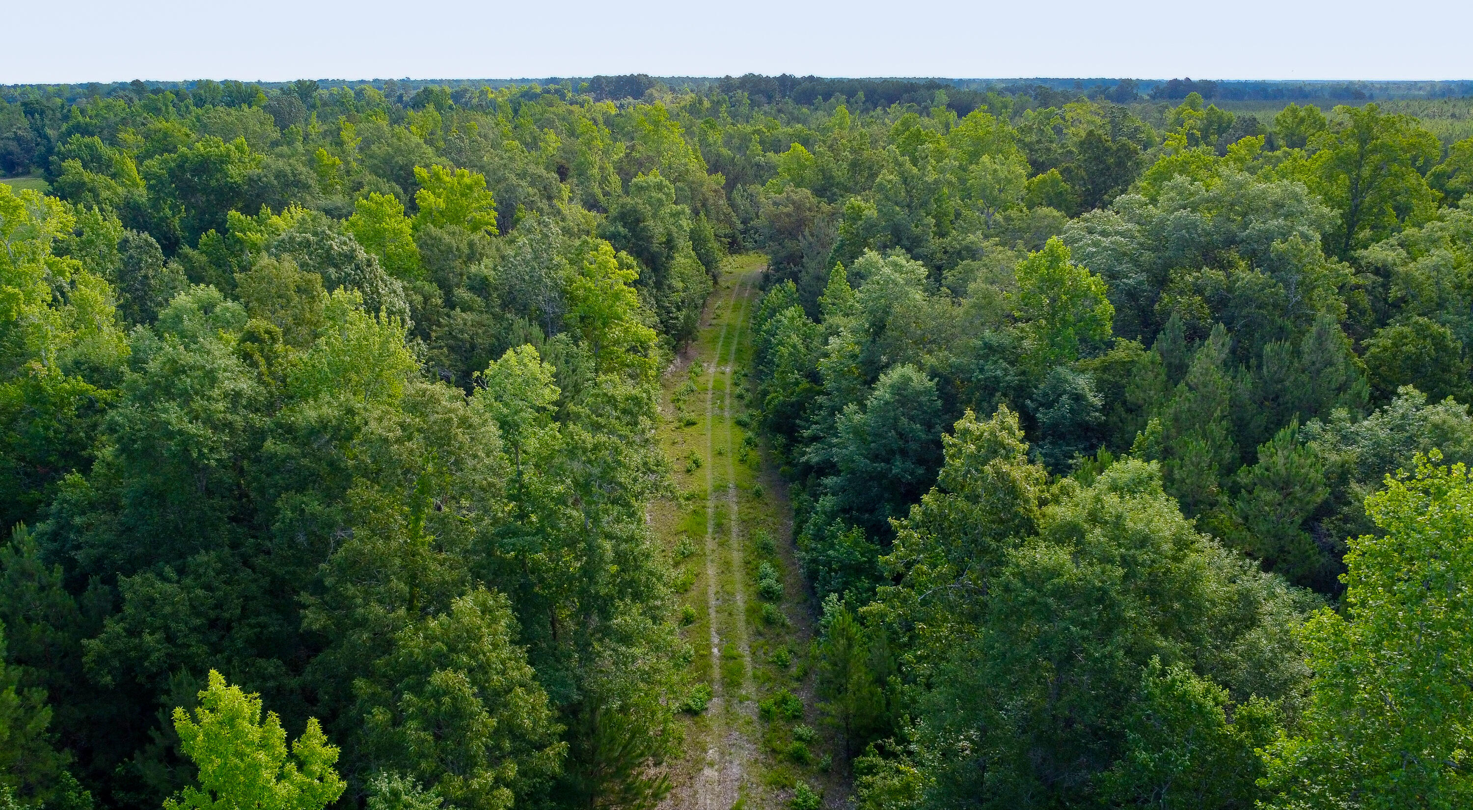0 Henry Road Hemingway, SC 29554 - Photo 15 of 25 Compass South Land Sales South Carolina