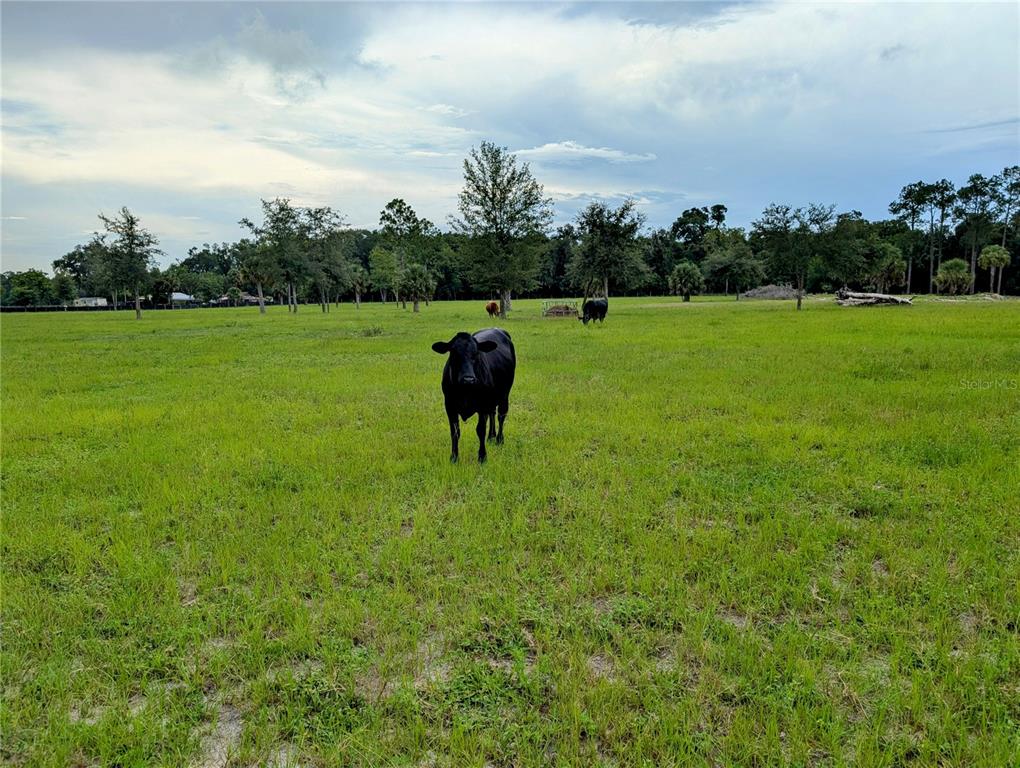 Peterson Road Pierson, FL 32180 - Photo 7 of 7 a view of a garden