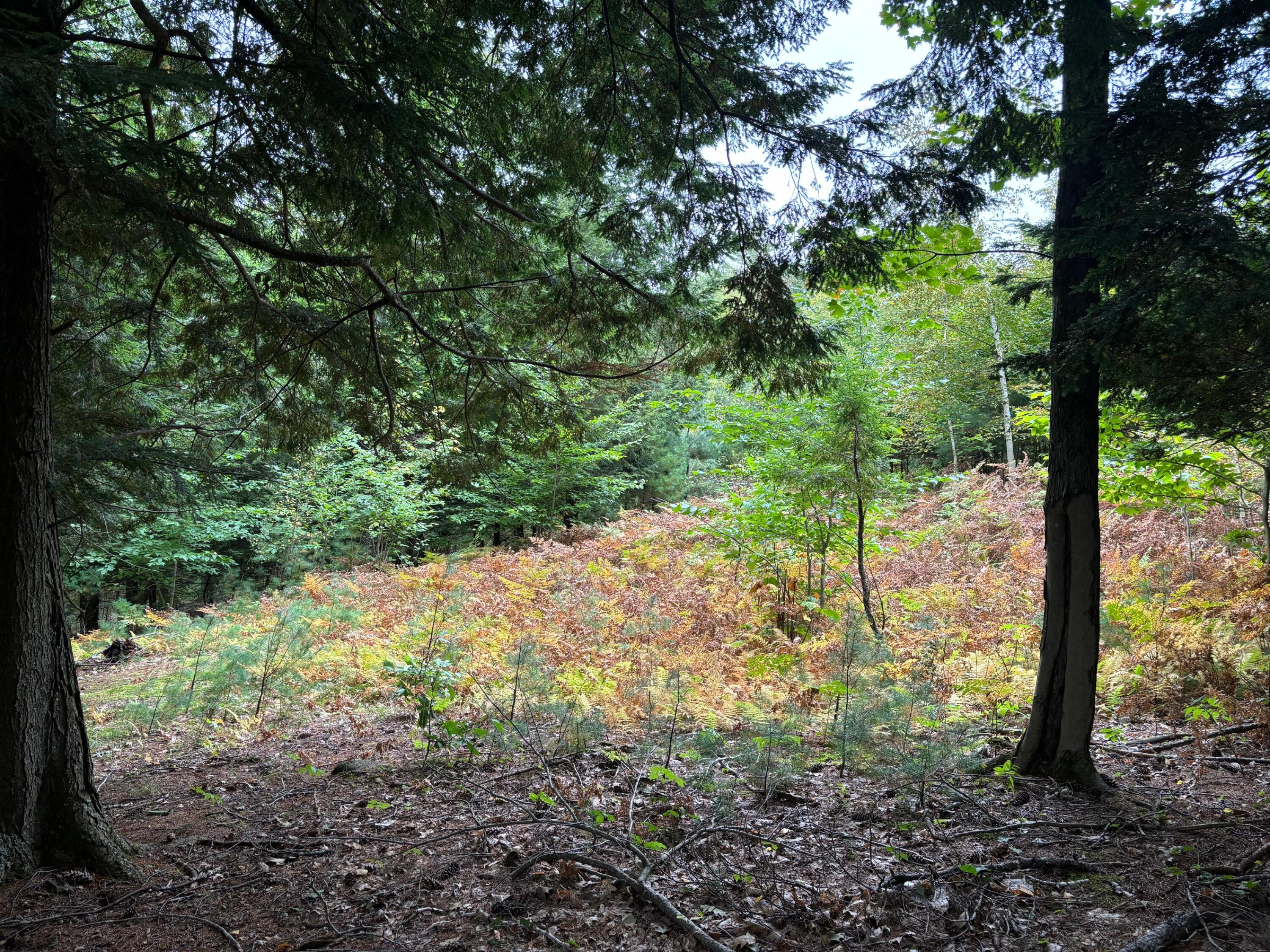 18 Loop Road Fryeburg, ME 04037 - Photo 2 of 6 IMG_1321