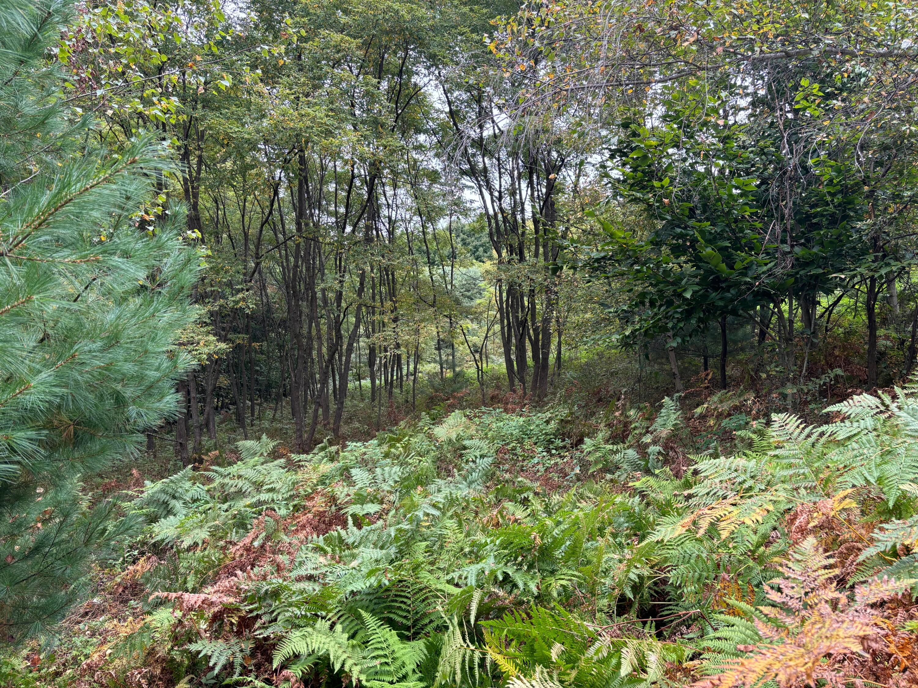 18 Loop Road Fryeburg, ME 04037 - Photo 3 of 6 IMG_1324