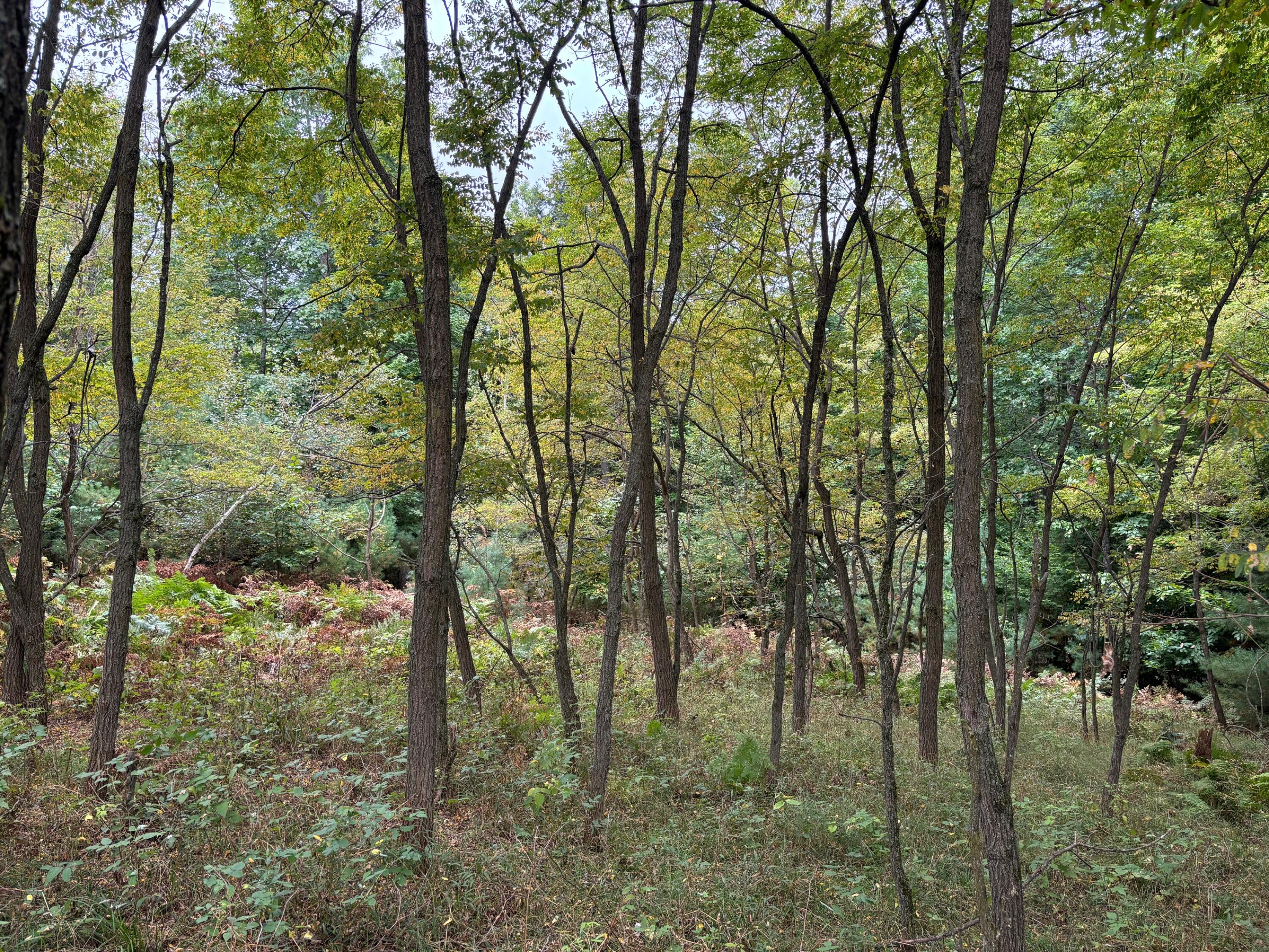 18 Loop Road Fryeburg, ME 04037 - Photo 4 of 6 IMG_1328