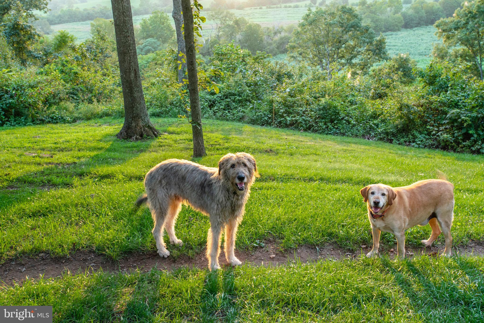 9474 Foxville Road Warrenton, VA 20186 - Photo 41 of 42 A Special Carved Pathway for the Pups
