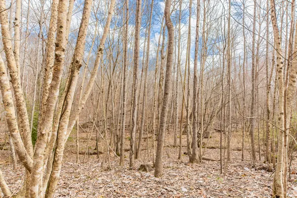 a view of a wooden house with a large tree