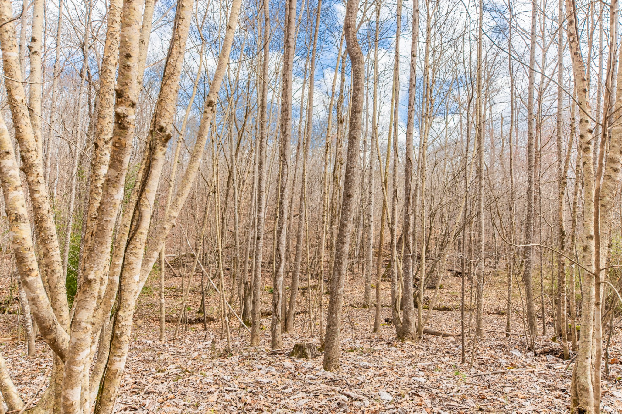 24 Busby Road Loretto, TN 38469 - Photo 12 of 65