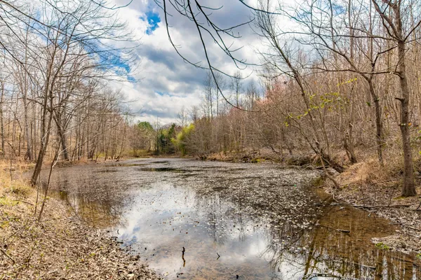 a view of a yard with trees