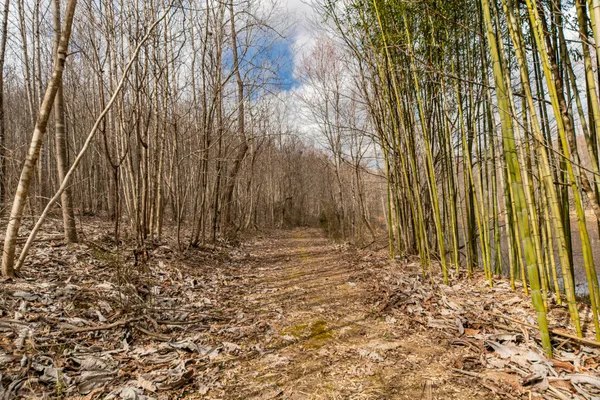 a view of a yard with trees in the background