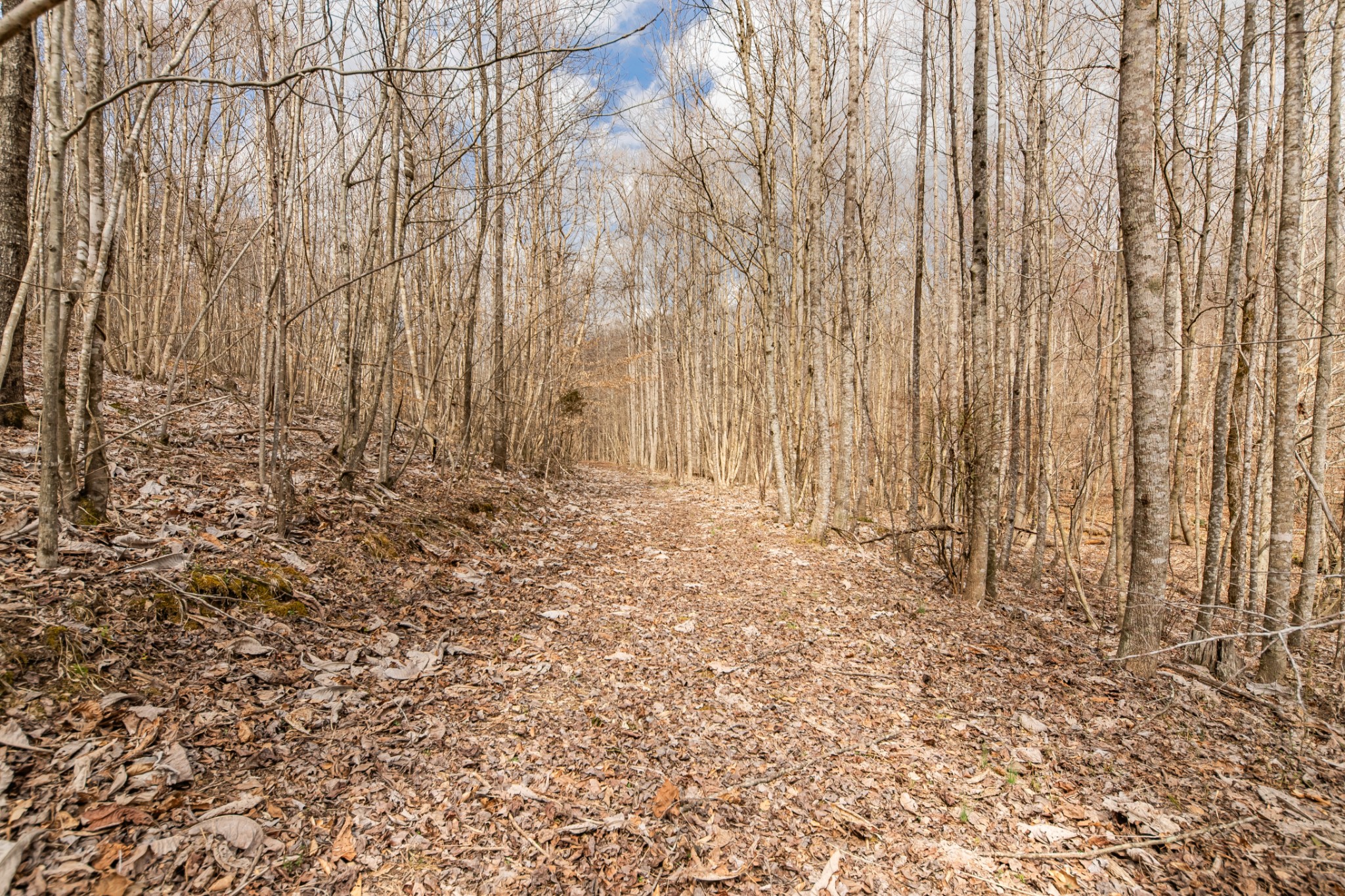 24 Busby Road Loretto, TN 38469 - Photo 34 of 65