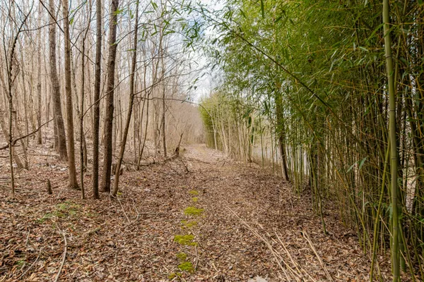 a view of a dry yard with trees in background
