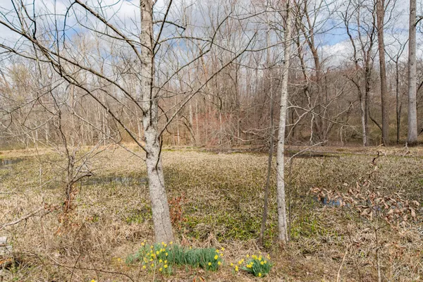a view of a lake with large trees